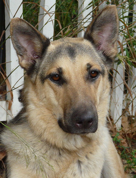 German cheap shepherd esa